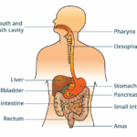 Best GI (Gastrointestinal) & Laparoscopic Surgery